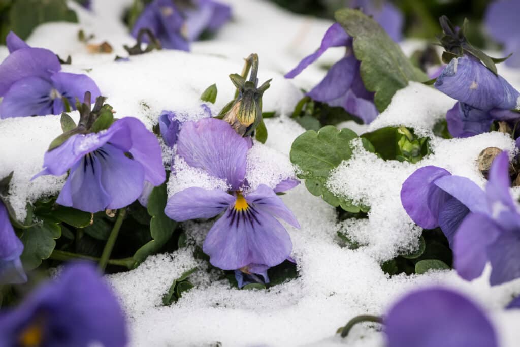 Garden ideas, garden design ideas, garden design courses