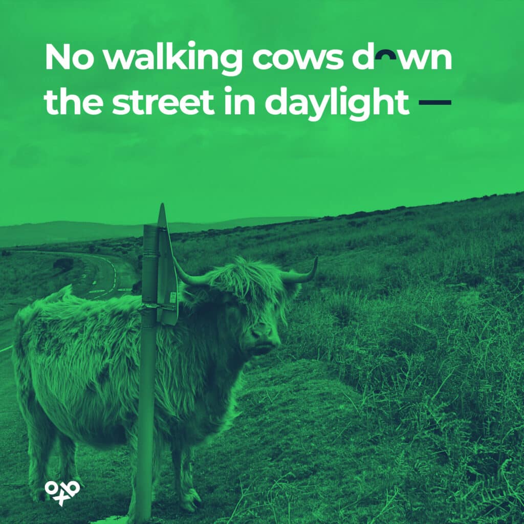 no walking cows down the street in daylight