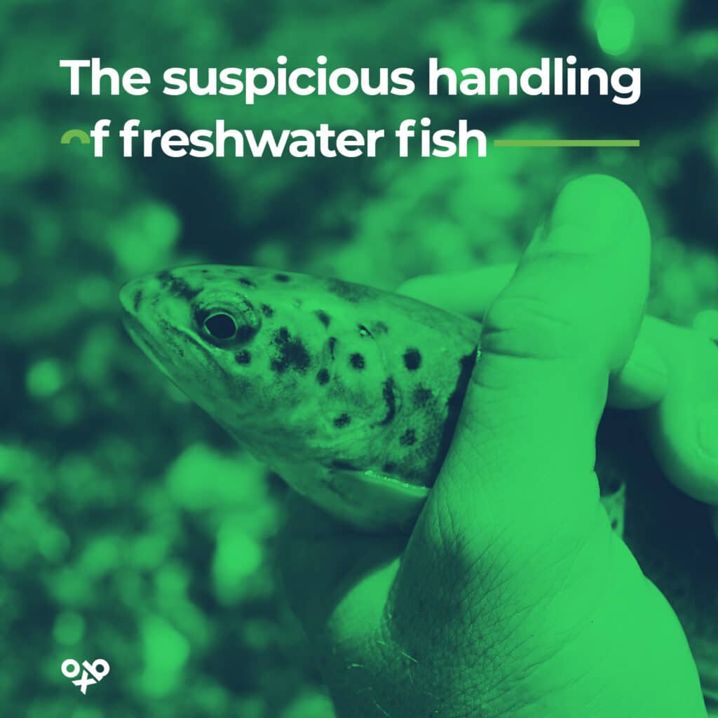 the suspicious handling of freshwater fish