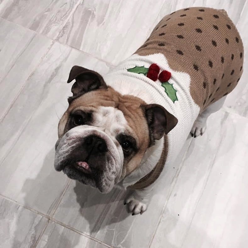 Dog in Christmas pudding costume