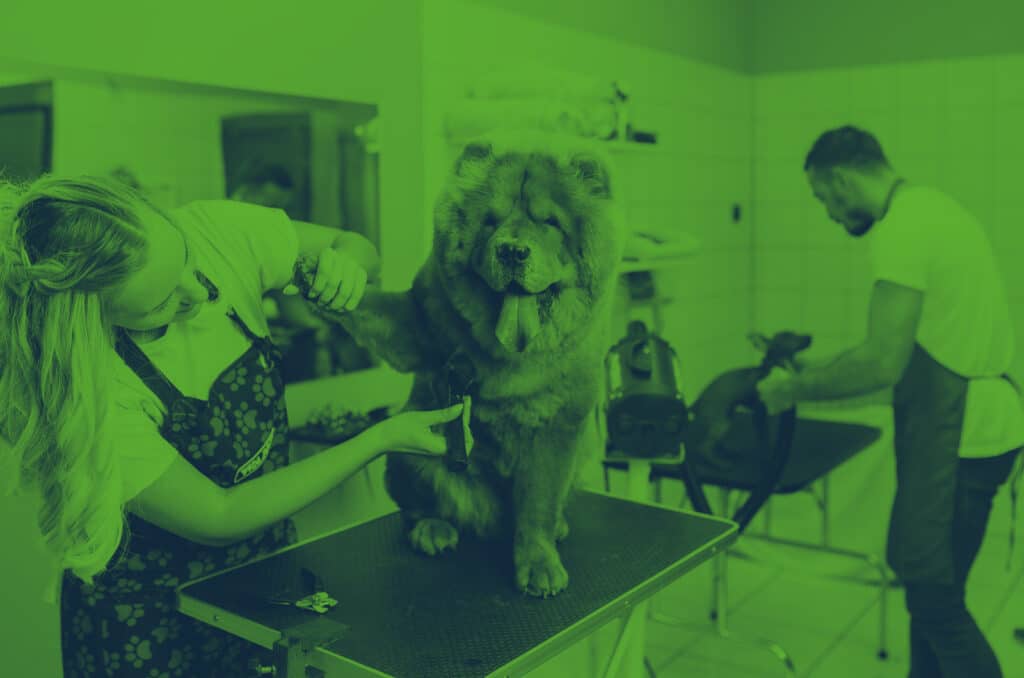 A dog being groomed in a salon