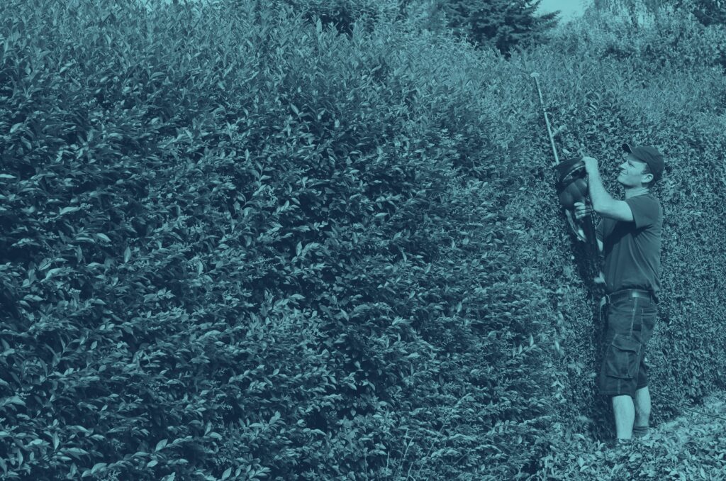 A man in shorts trimming a hedge