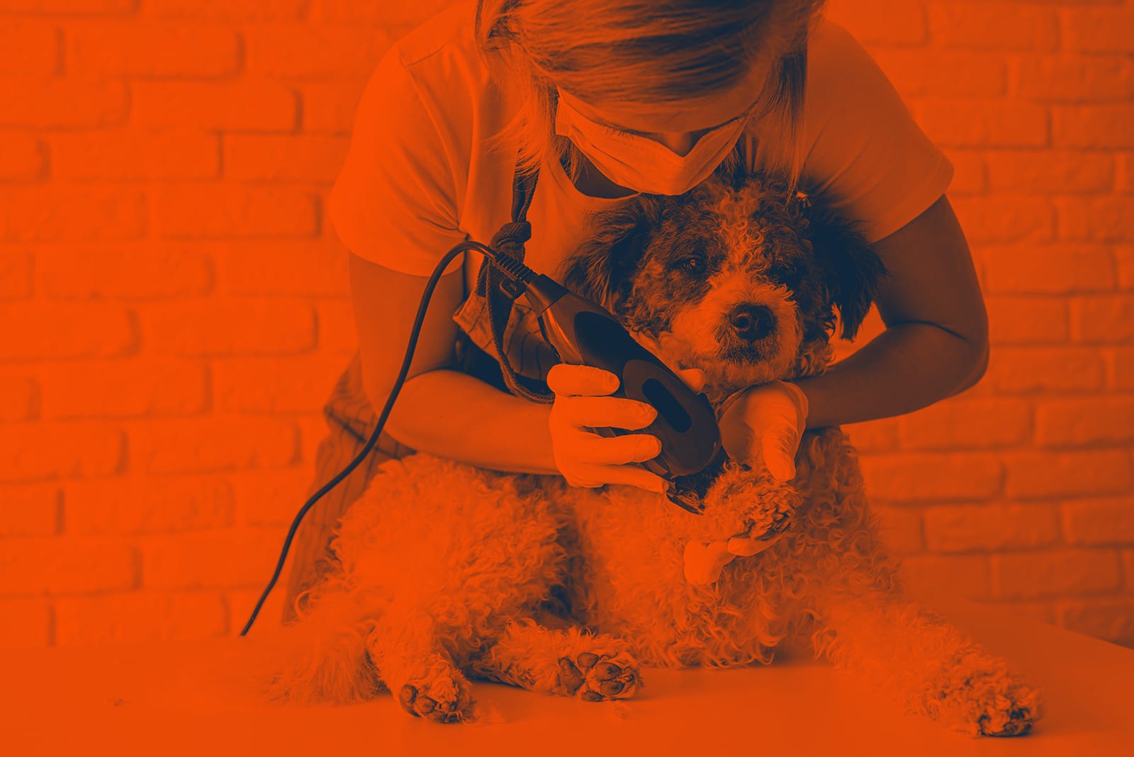 how to become a veterinarian nurse