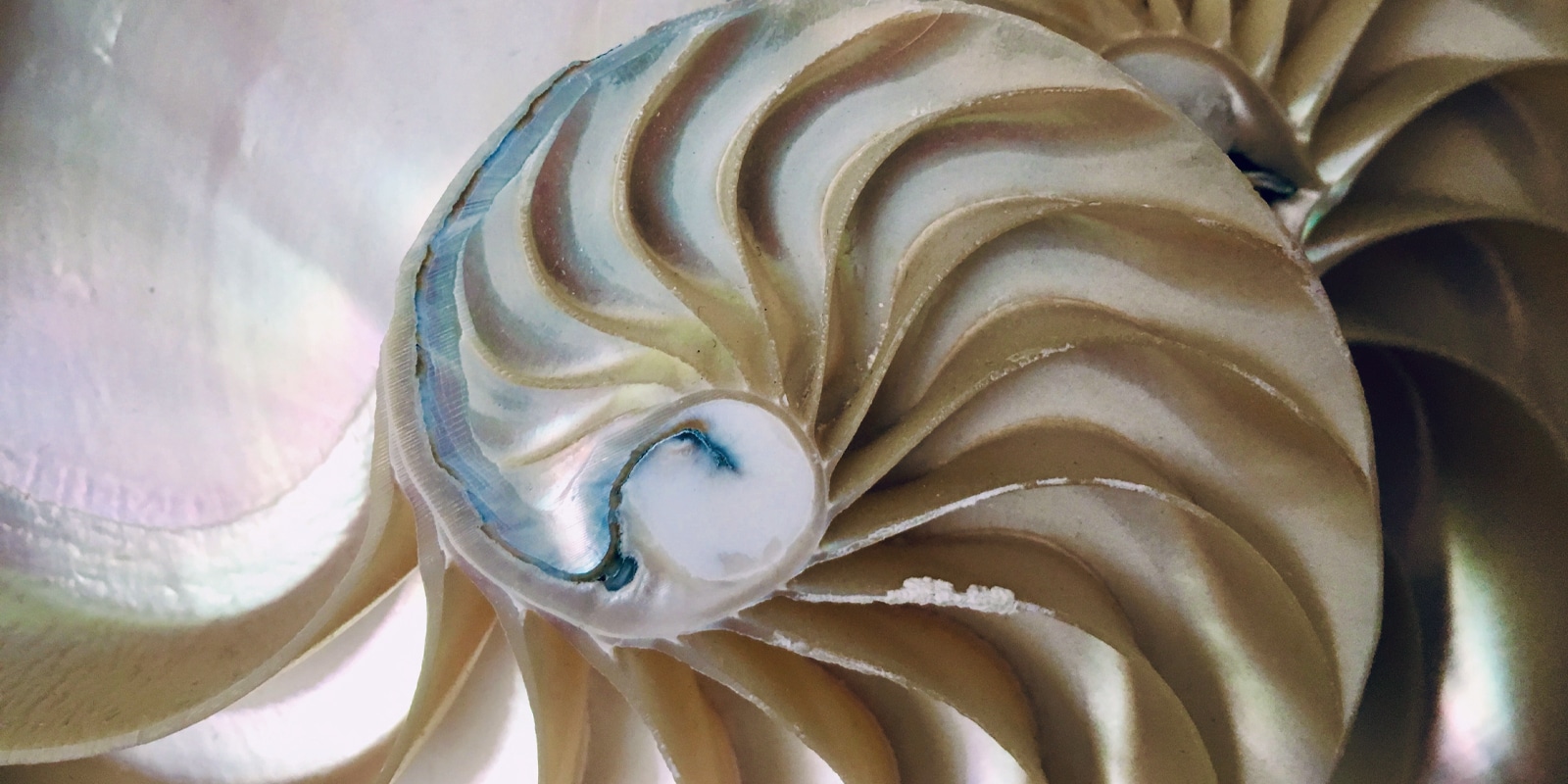 Edexcel Further Maths A-Level -An image of sea shells