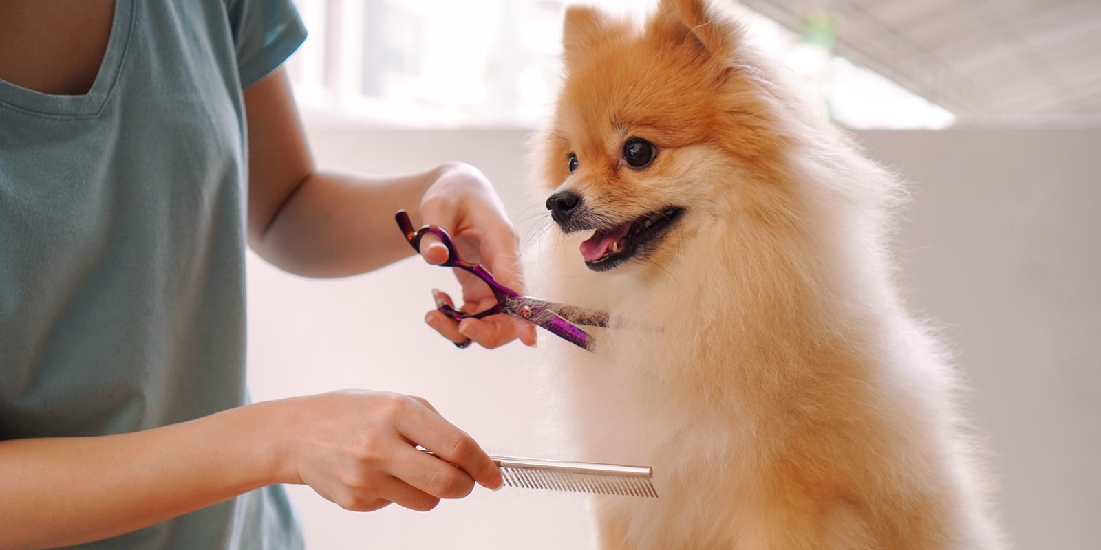 An image of a dog groomer, grooming the dog