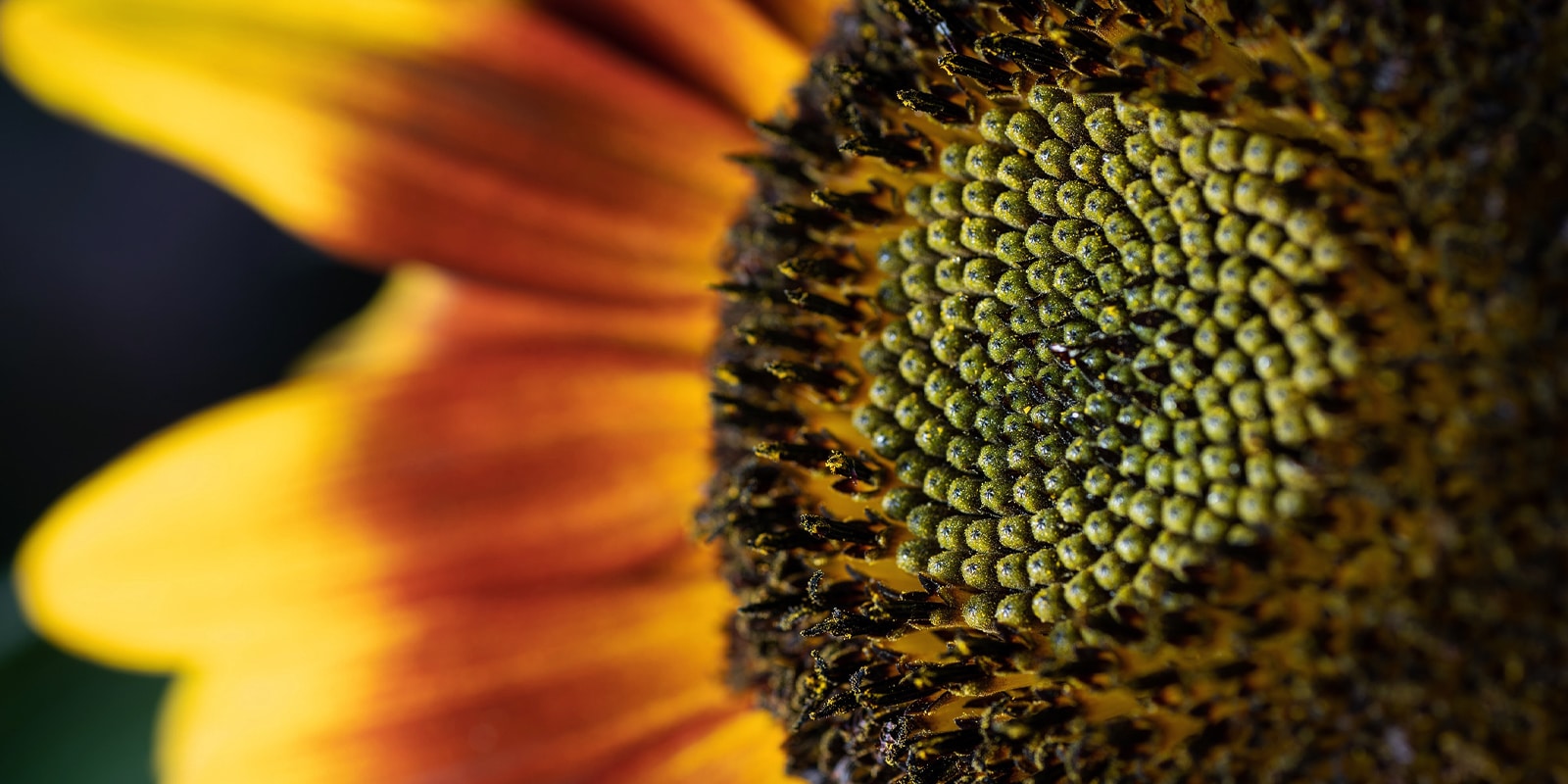 An image of a sunflower