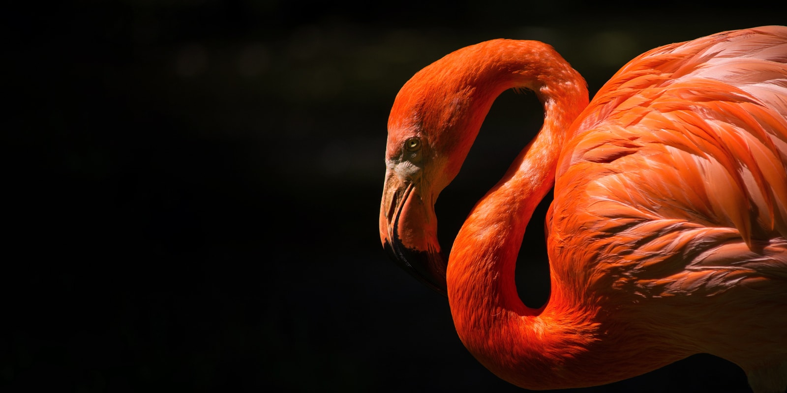 An image of a flamingo