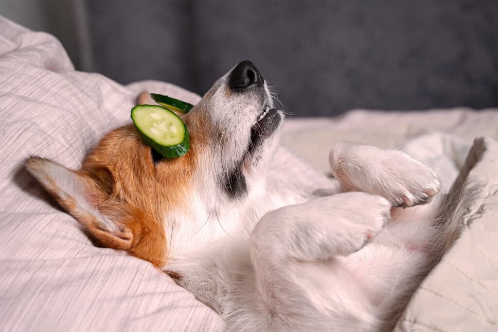 An image of a dog with its paws up and eyes covered by cucumber.