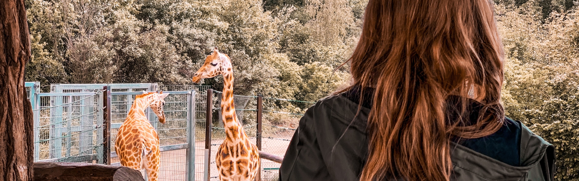 zookeeper-salary-and-career-advice-chegg-careermatch