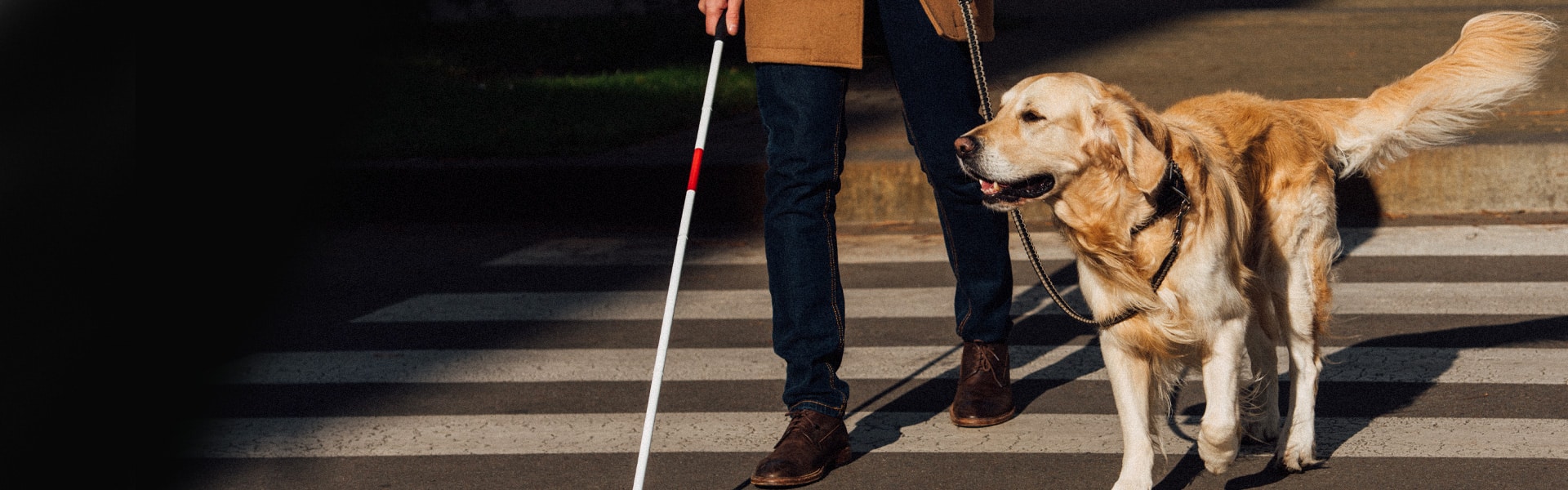 an assistance dog helps cross the road