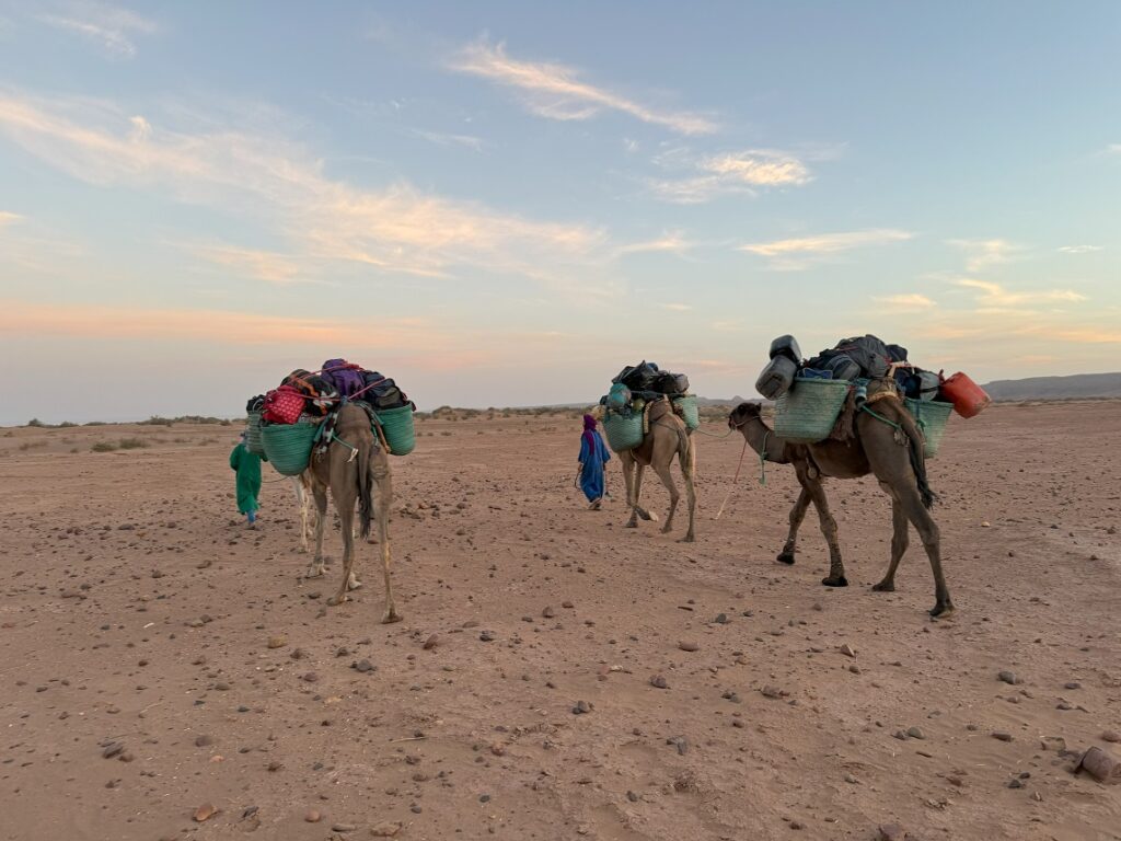 Camels on the Acorns Sahara Trek
