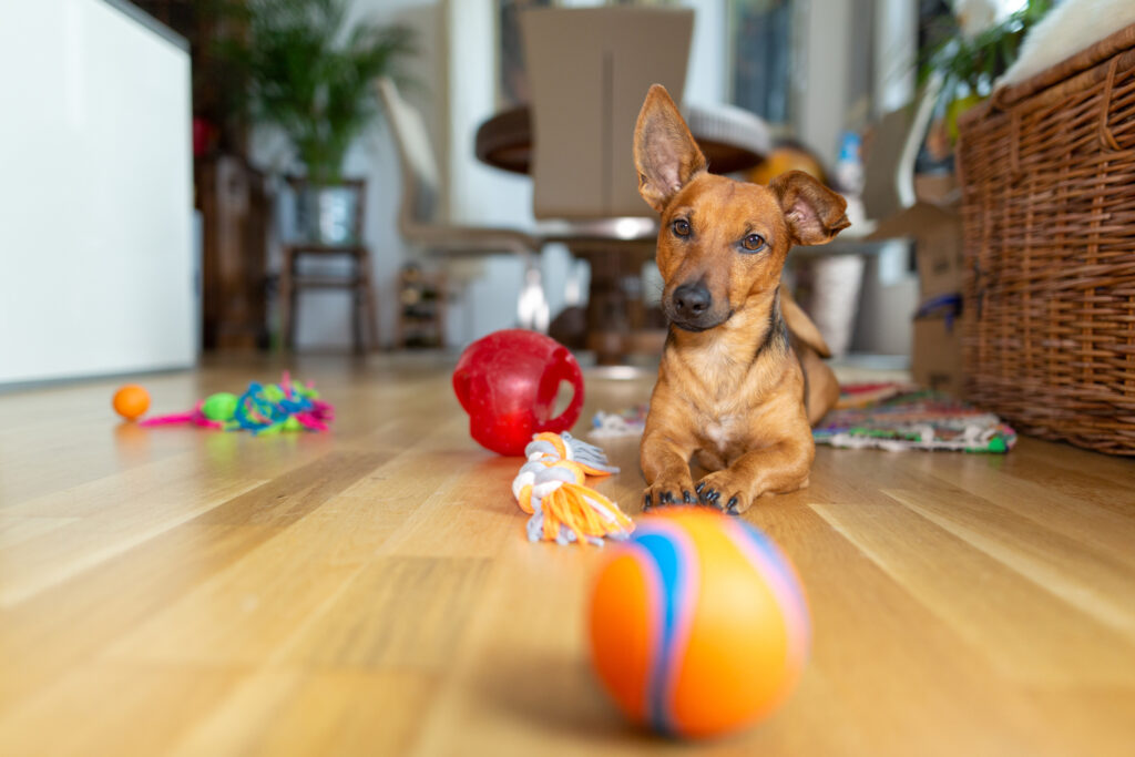 A young dog in a loving home surrounded by toys