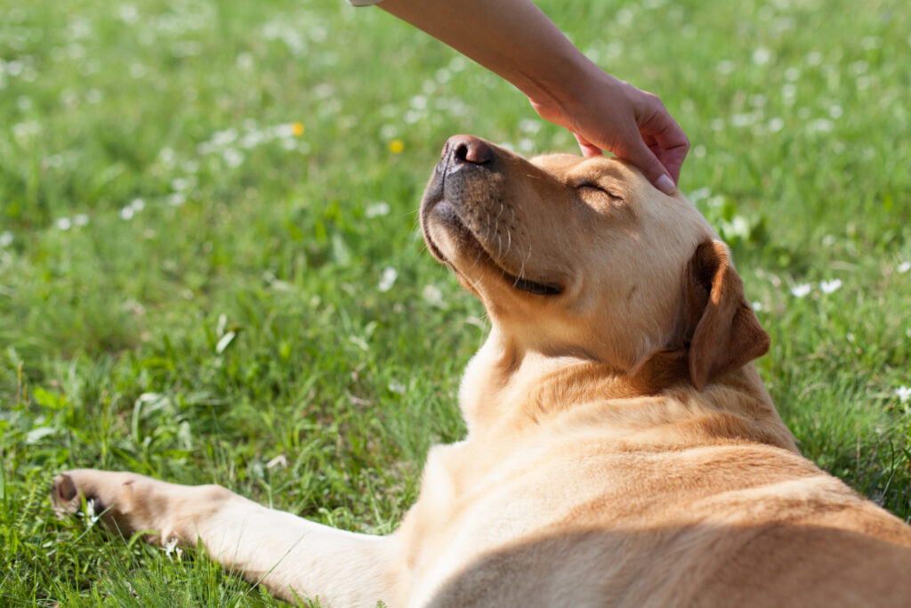 A happy dog being pet by his owner whilst basking in the sunshine
